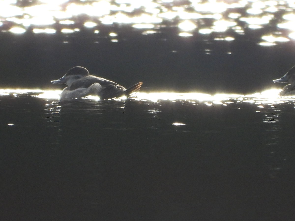 Ruddy Duck - ML644870837
