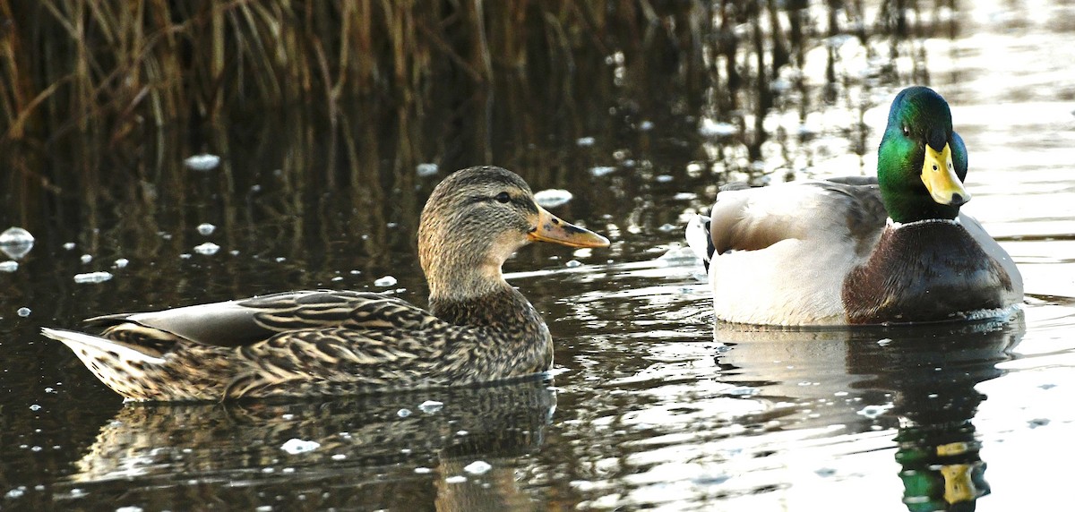 Basahatea - ML644870841