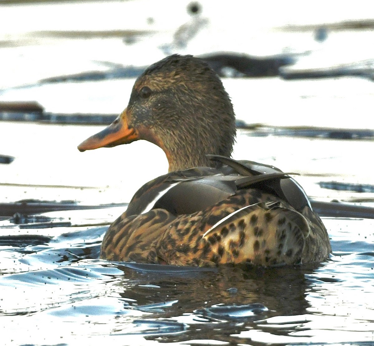 Basahatea - ML644870842