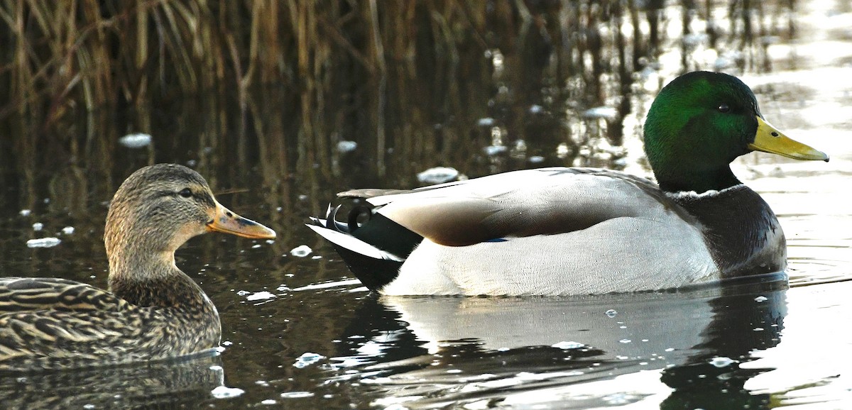 Basahatea - ML644870843