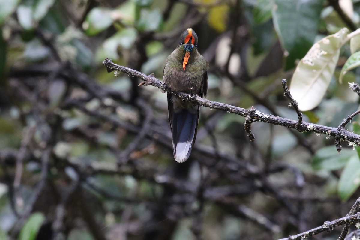 Rainbow-bearded Thornbill - ML644870844