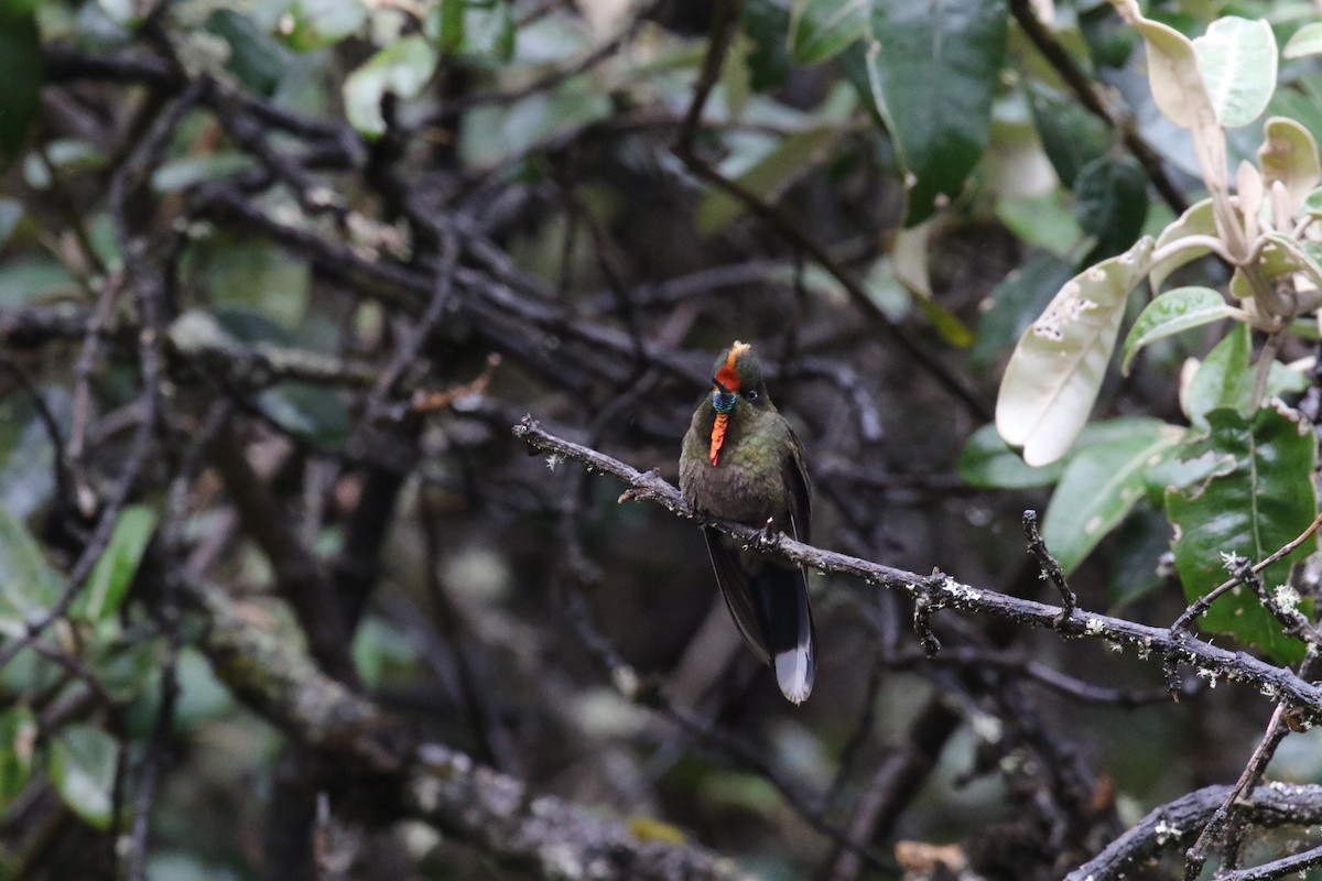 Rainbow-bearded Thornbill - ML644870845