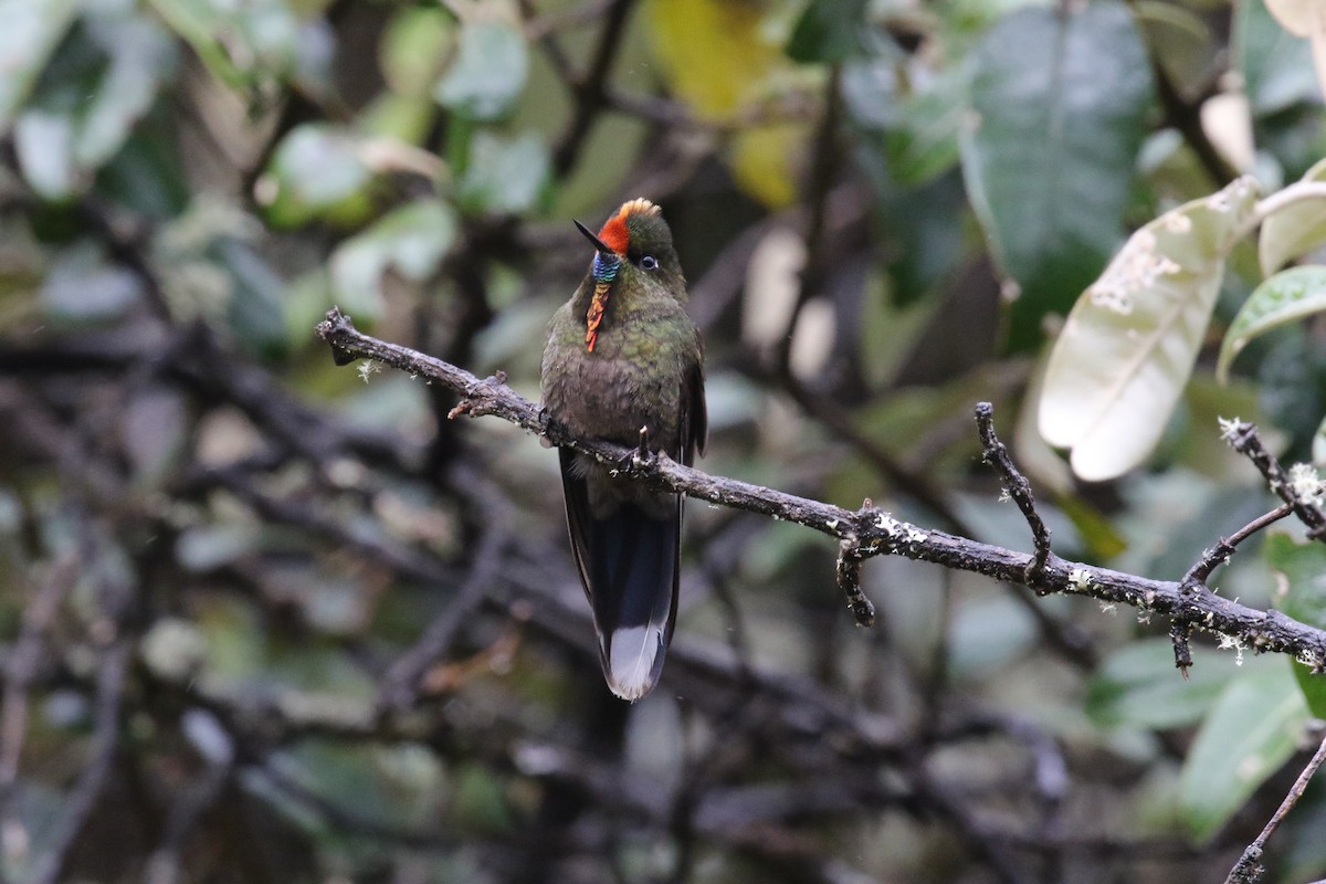 Rainbow-bearded Thornbill - ML644870846