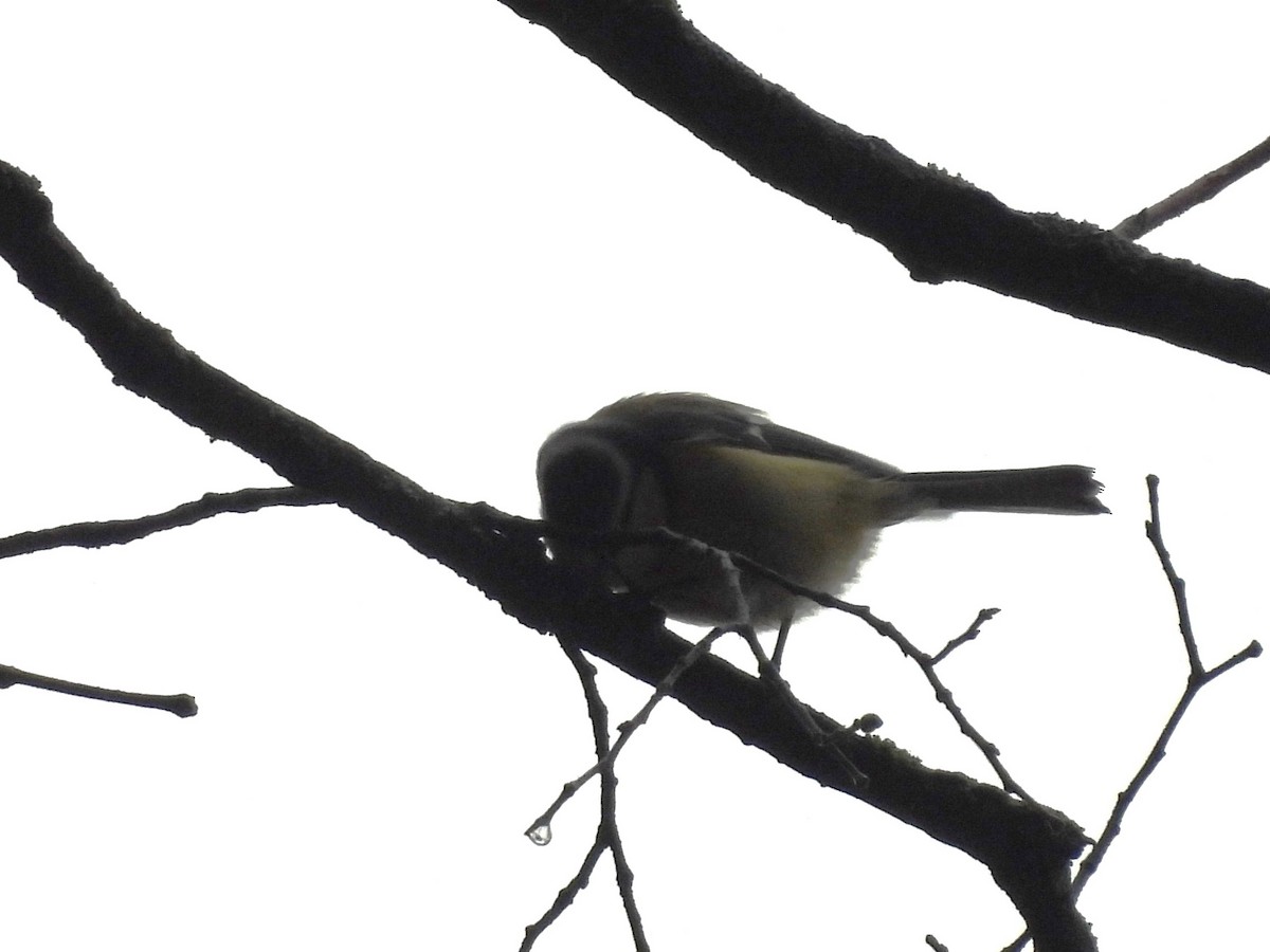 Herrerillo Común - ML644870847