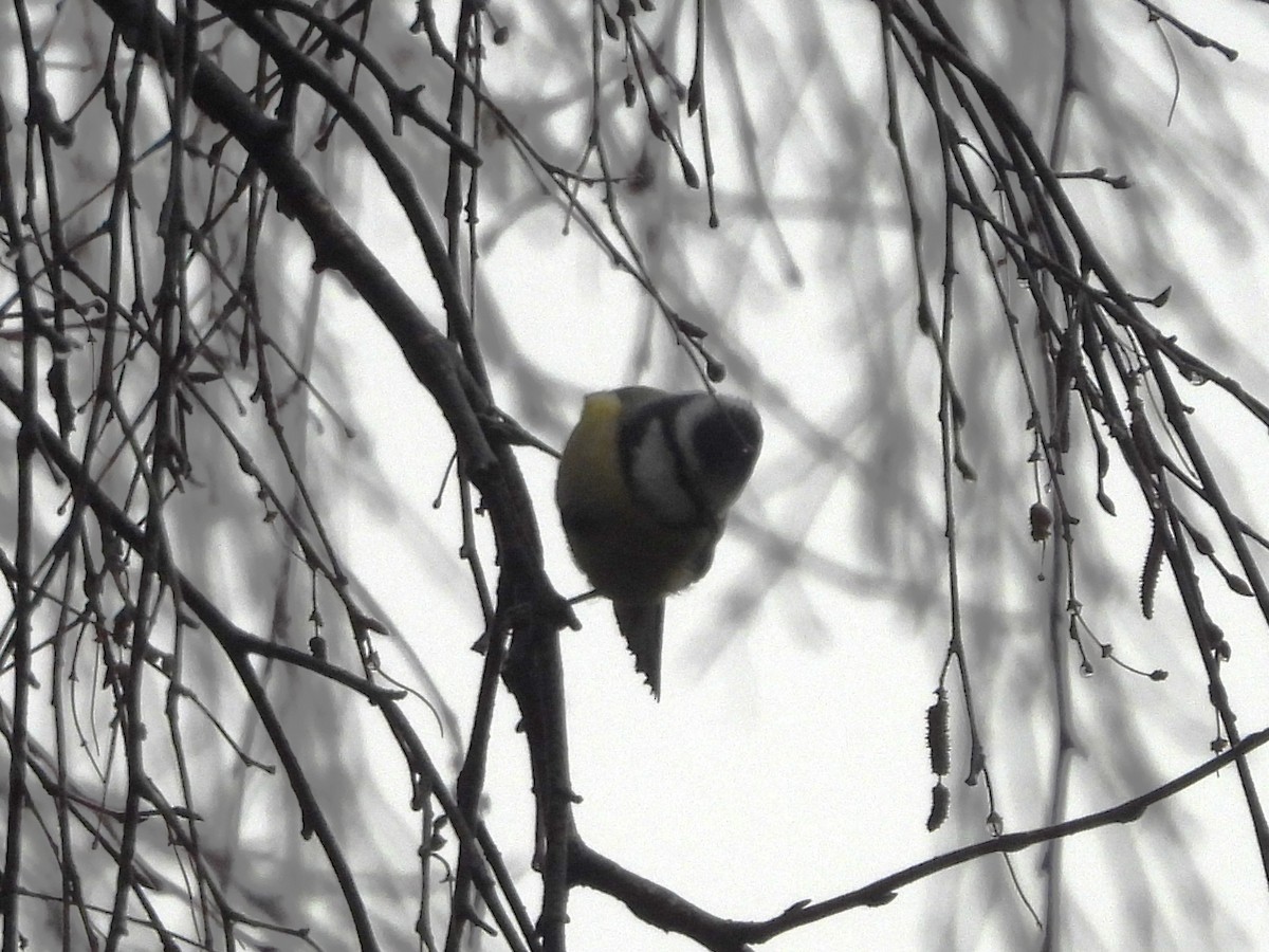 Herrerillo Común - ML644870848