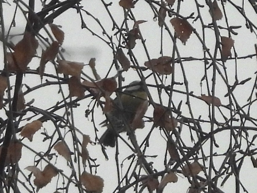 Herrerillo Común - ML644870849