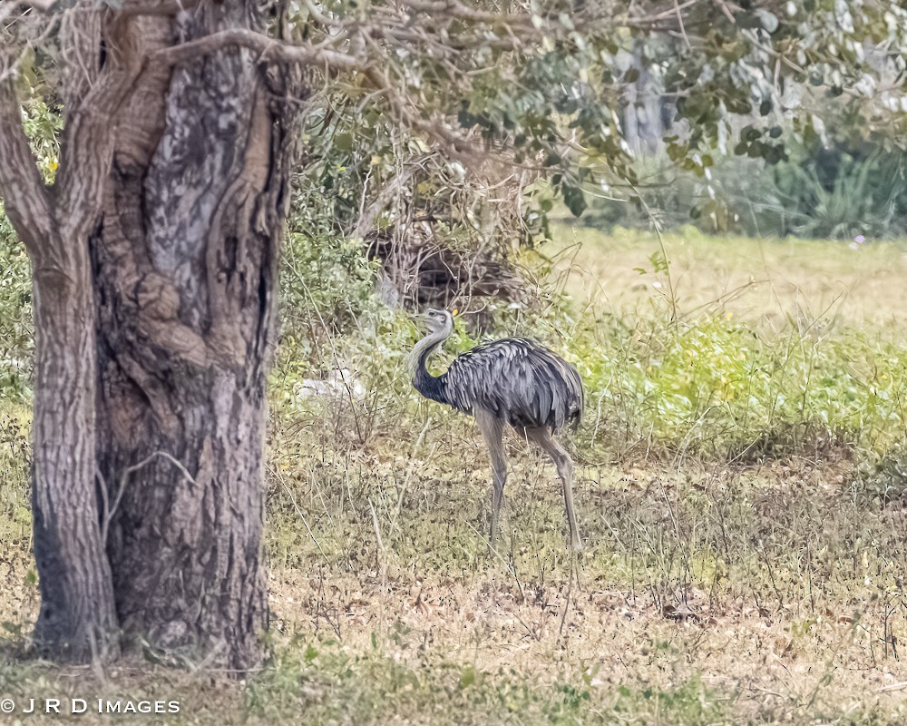 Ñandu nagusia - ML644870850