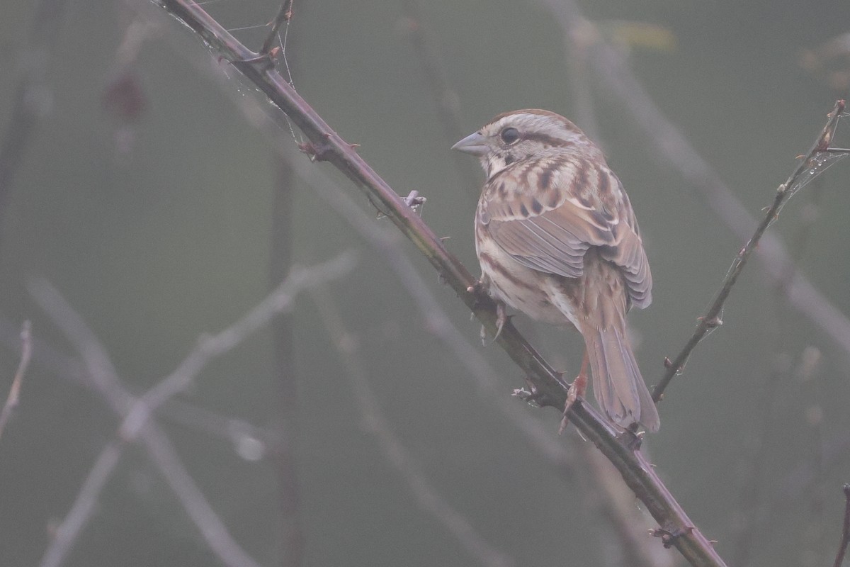 Song Sparrow - ML644870851