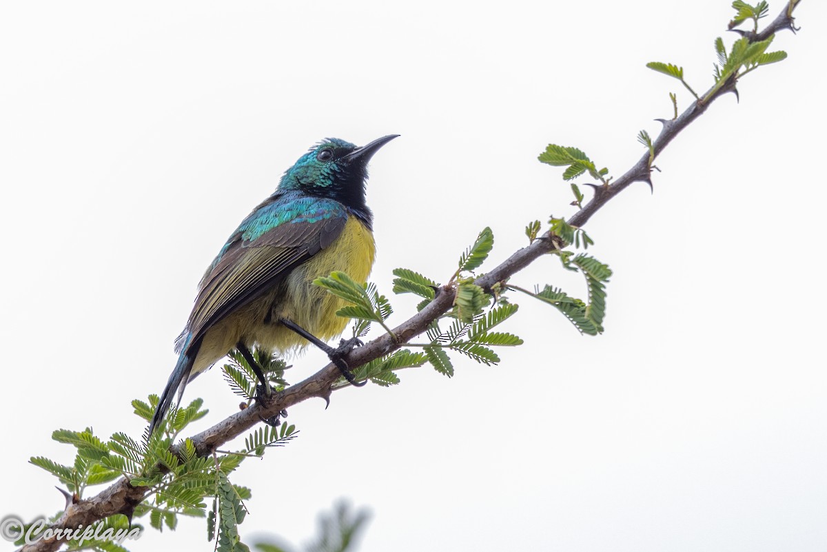 strdimil obojkový - ML644870855