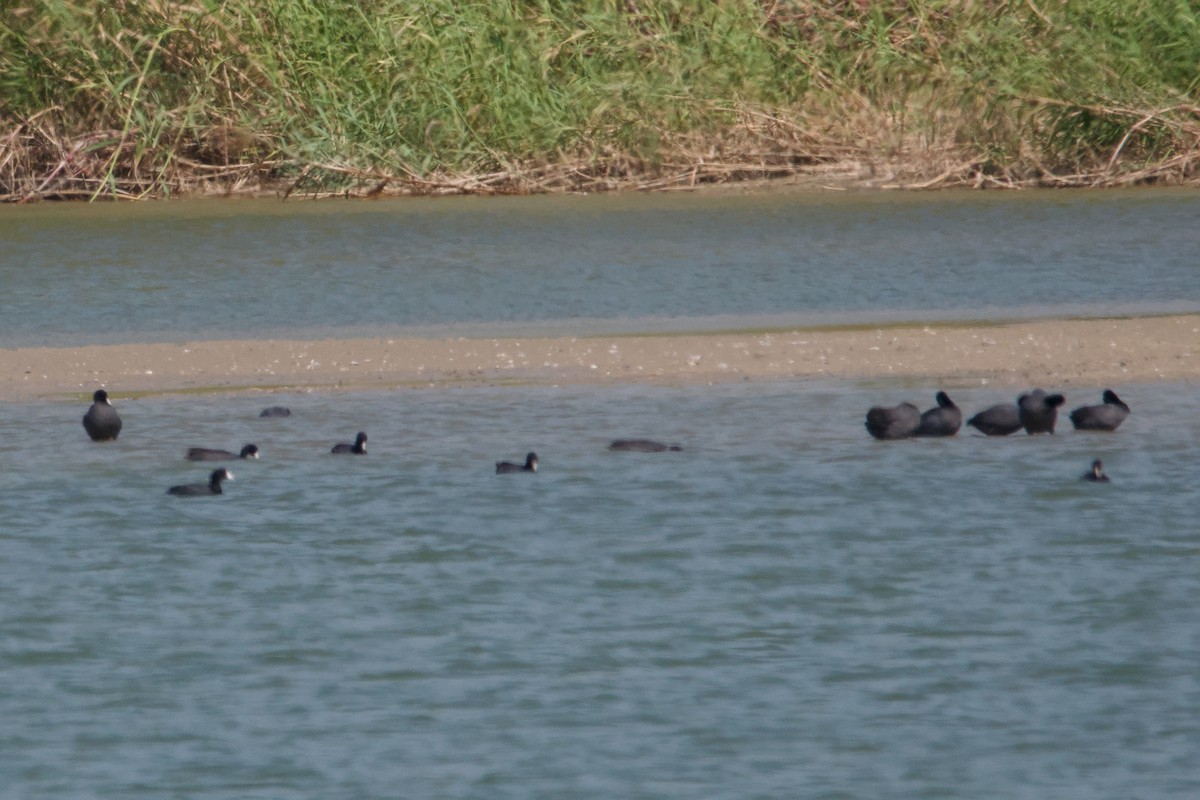 Kopetazuri amerikarra - ML644870856