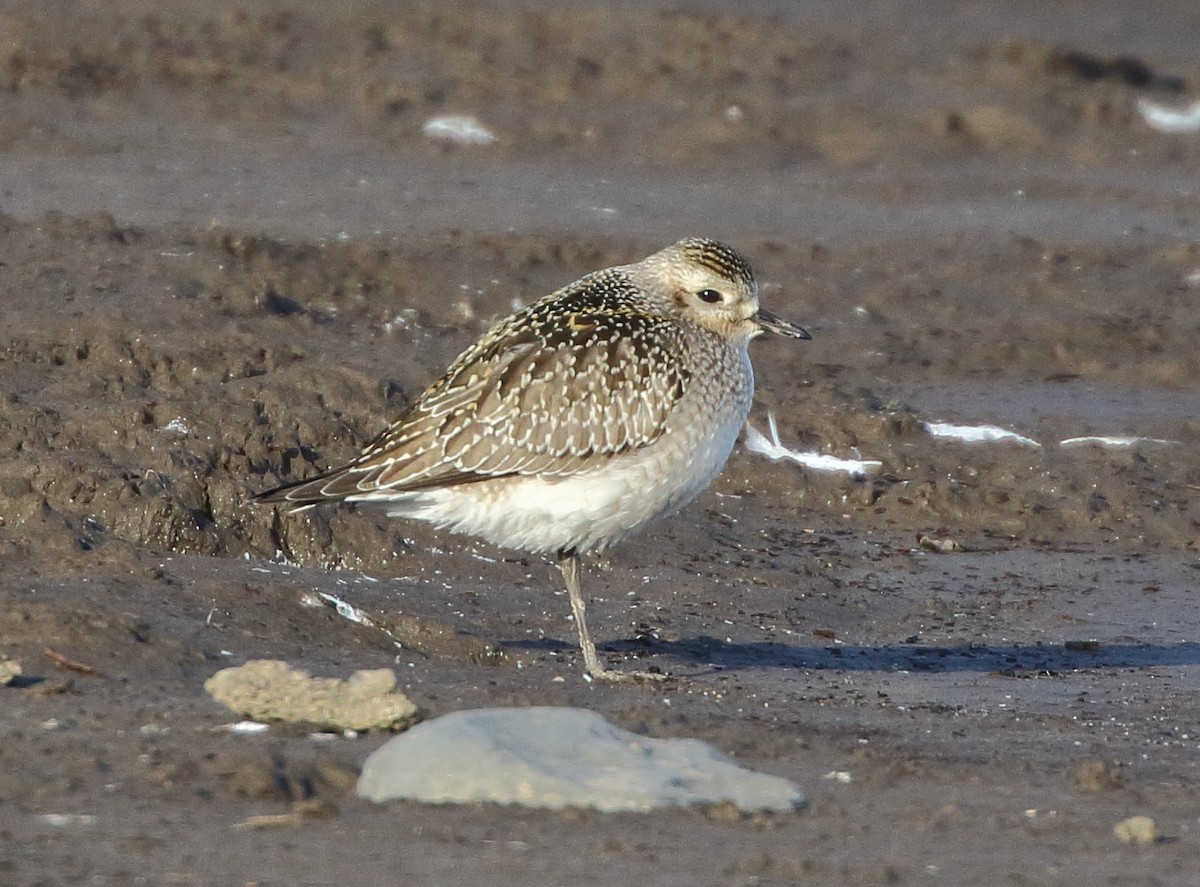 American Golden-Plover - ML644870857