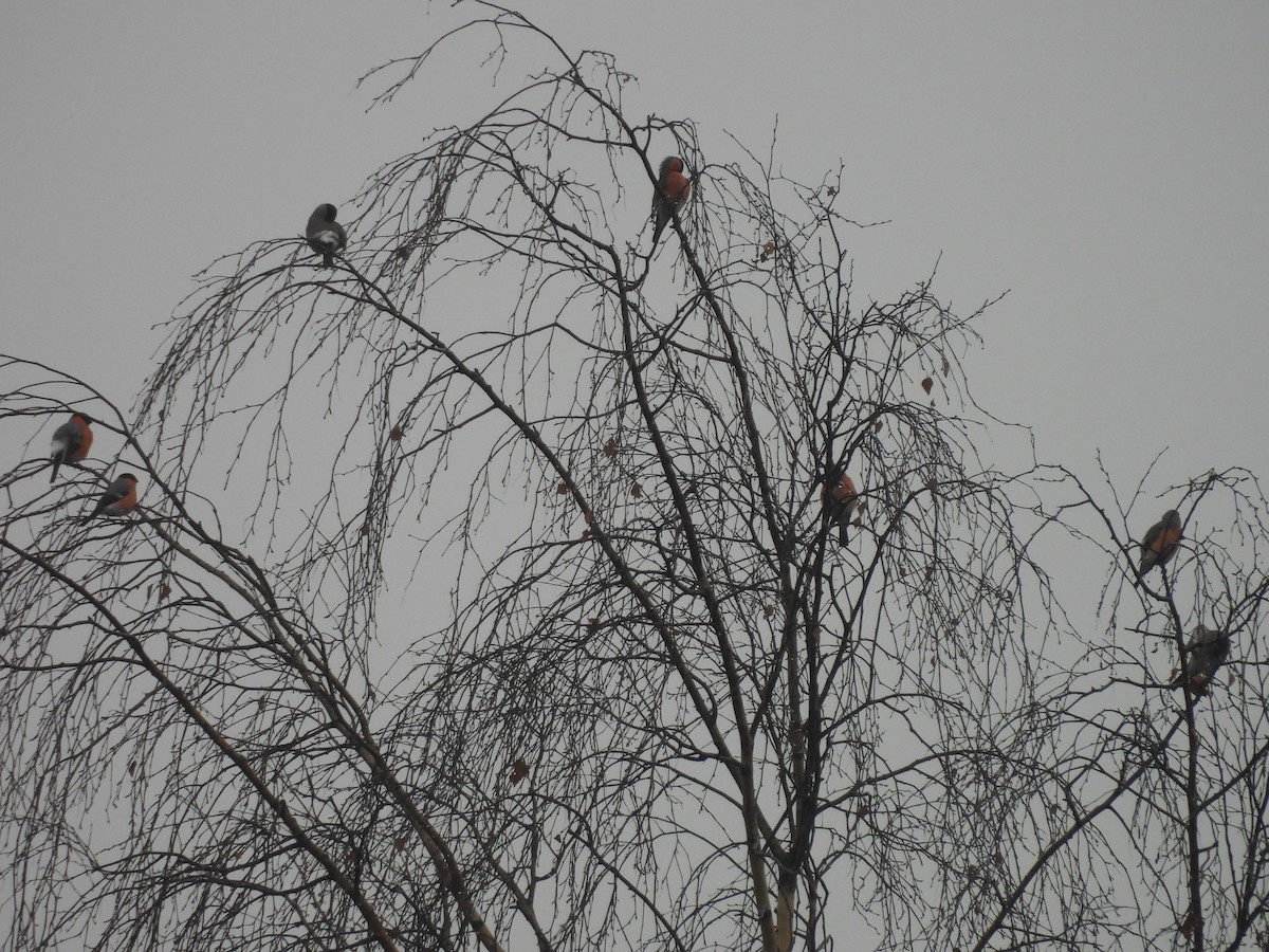 Gailupa eurasiarra - ML644870861