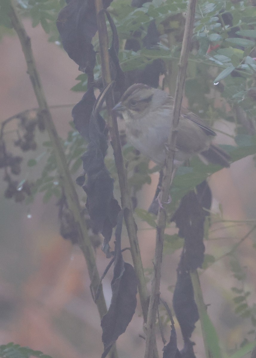 Swamp Sparrow - ML644870867