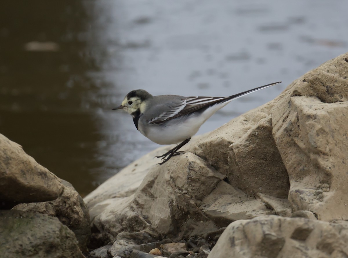 konipas bílý - ML644870868