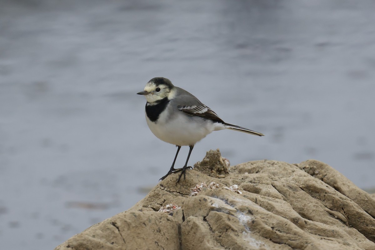 konipas bílý - ML644870869