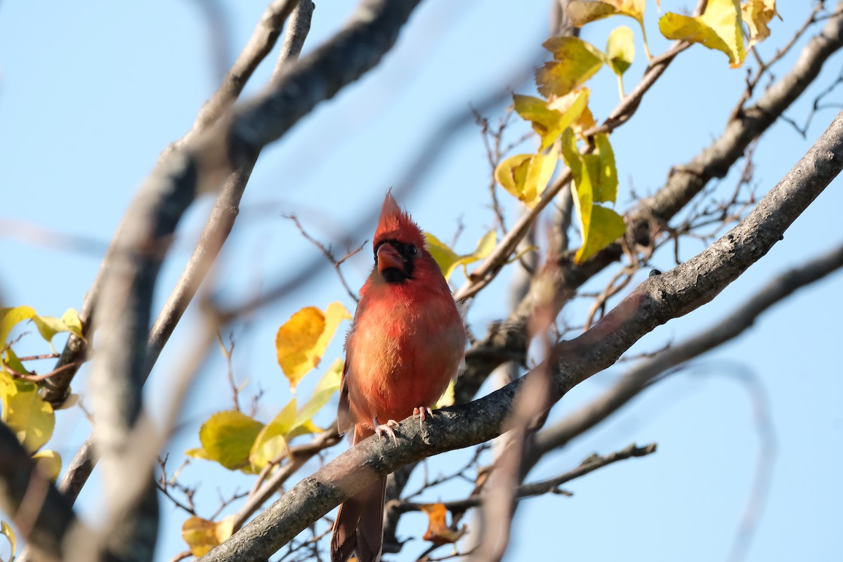 Northern Cardinal - ML644870871