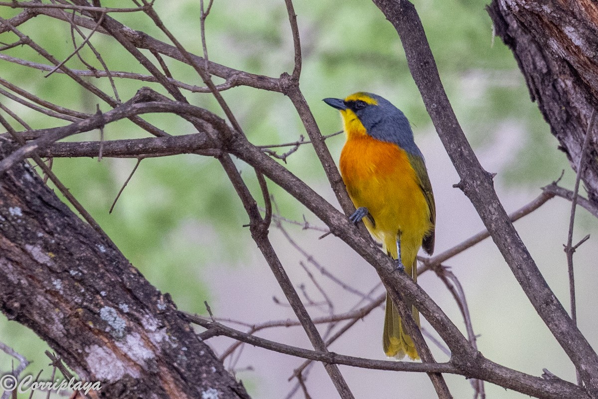 Sulphur-breasted Bushshrike - ML644870872