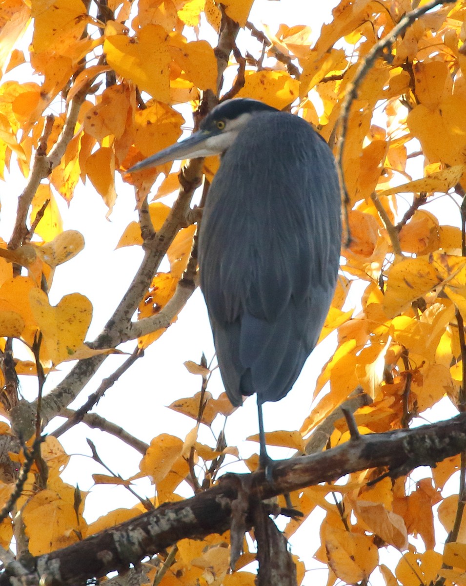 Great Blue Heron - ML644870875