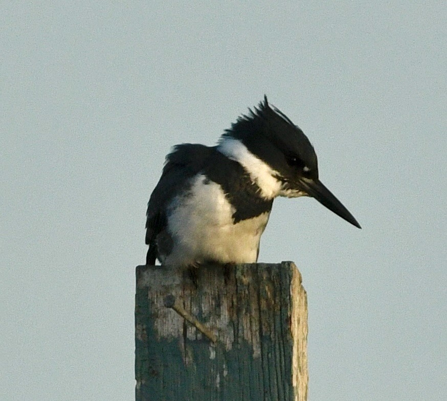 Martin handi iparramerikarra - ML644870879