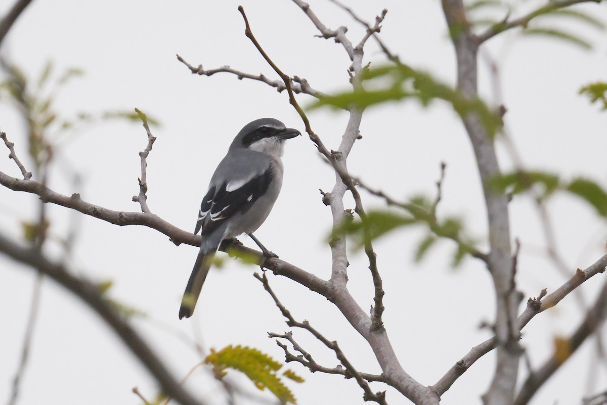 イベリアオオモズ - ML644870882