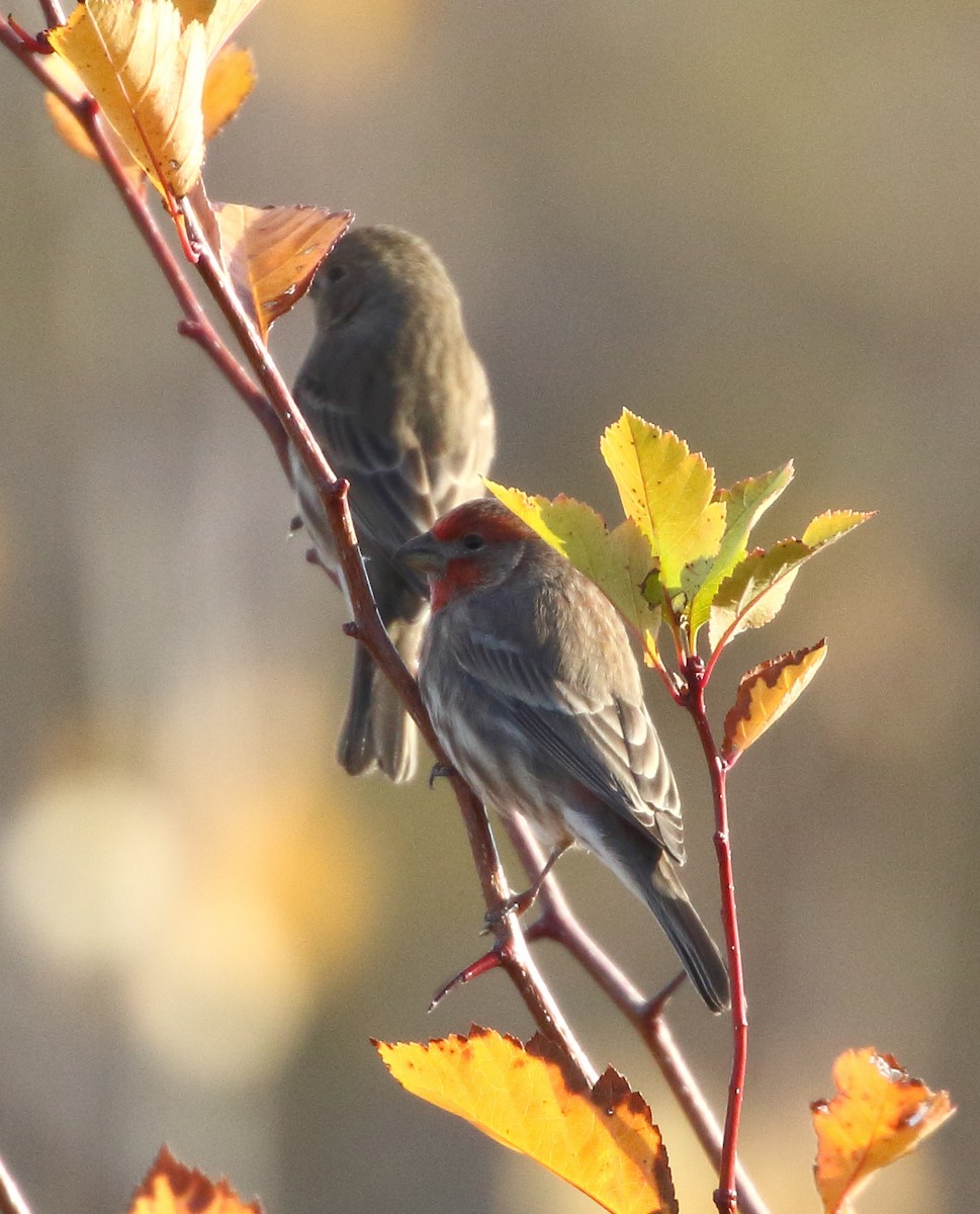 House Finch - ML644870887
