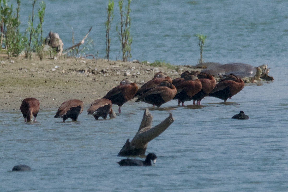 Black-bellied Whistling-Duck - ML644870893