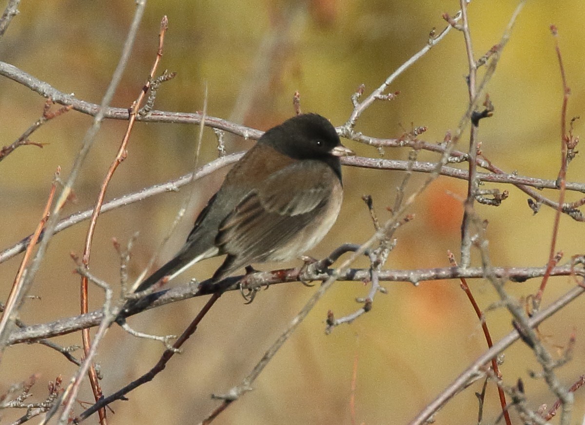 Dark-eyed Junco - ML644870894