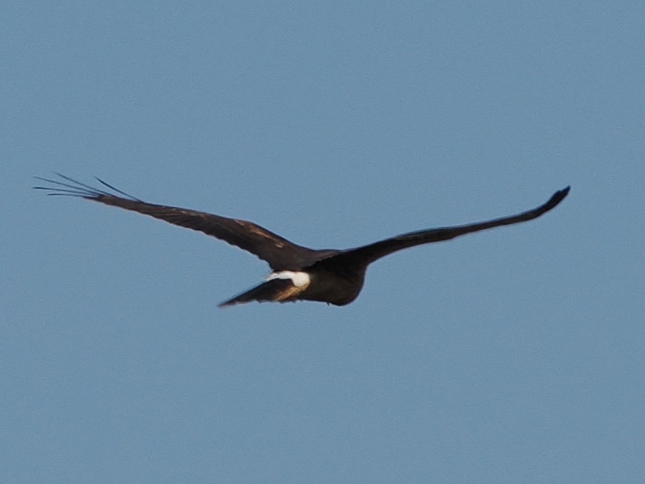 Американский лунь - ML644870896