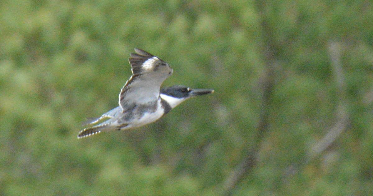 Martin handi iparramerikarra - ML644870897