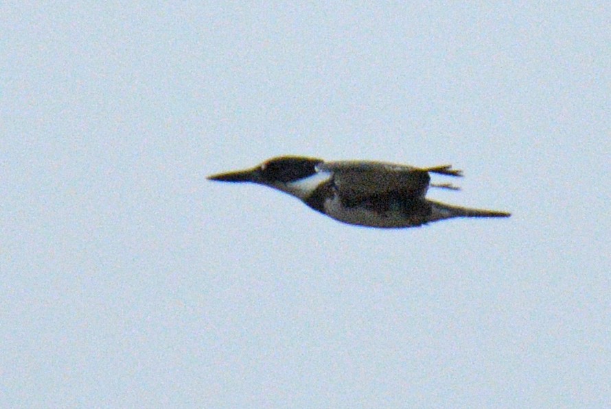 Martin handi iparramerikarra - ML644870898