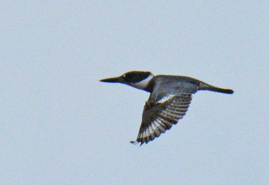 Martin handi iparramerikarra - ML644870899