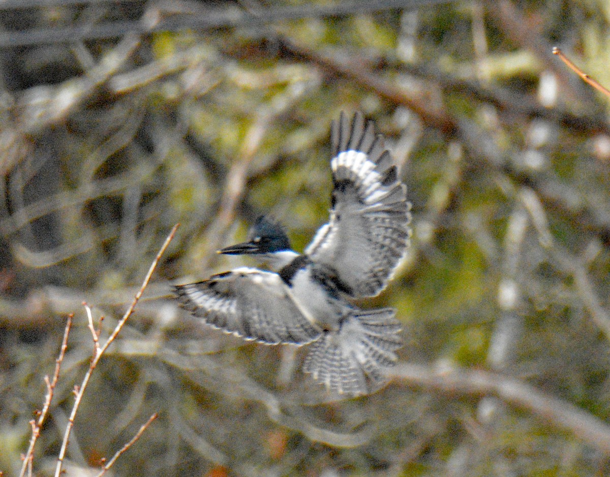 Martin handi iparramerikarra - ML644870900