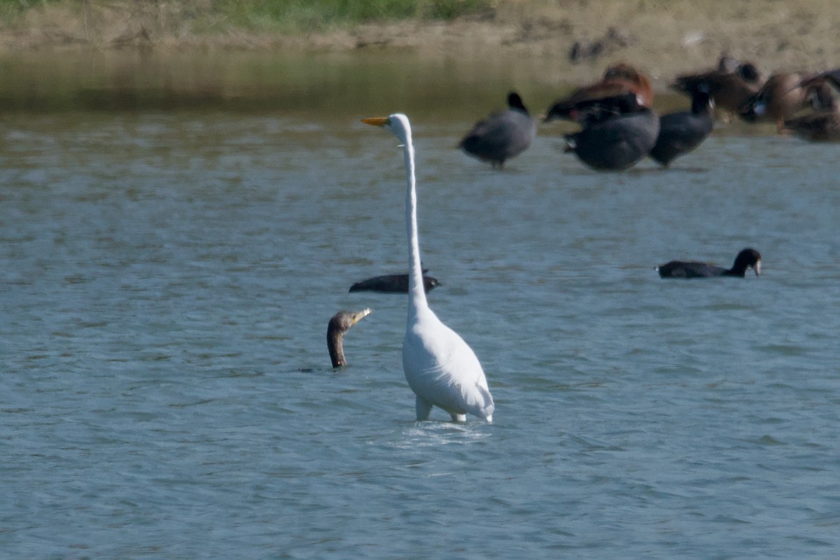 Great Egret - ML644870901