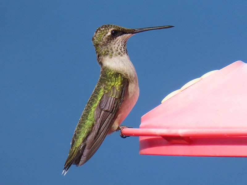 Colibrí Gorjirrubí - ML644870903