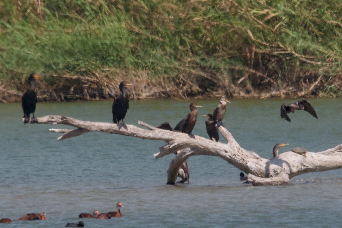 Neotropic Cormorant - ML644870904