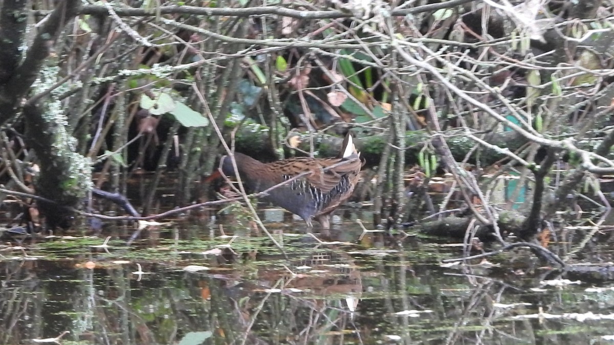 Усны түнжүүр - ML644870907