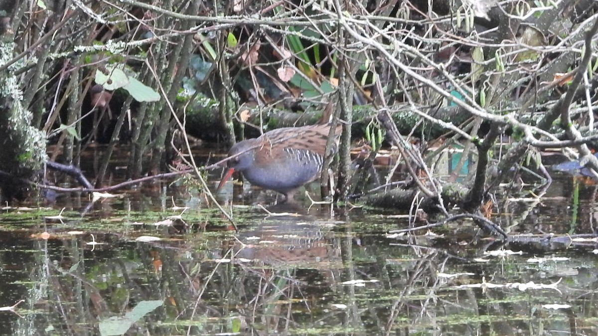 Усны түнжүүр - ML644870908