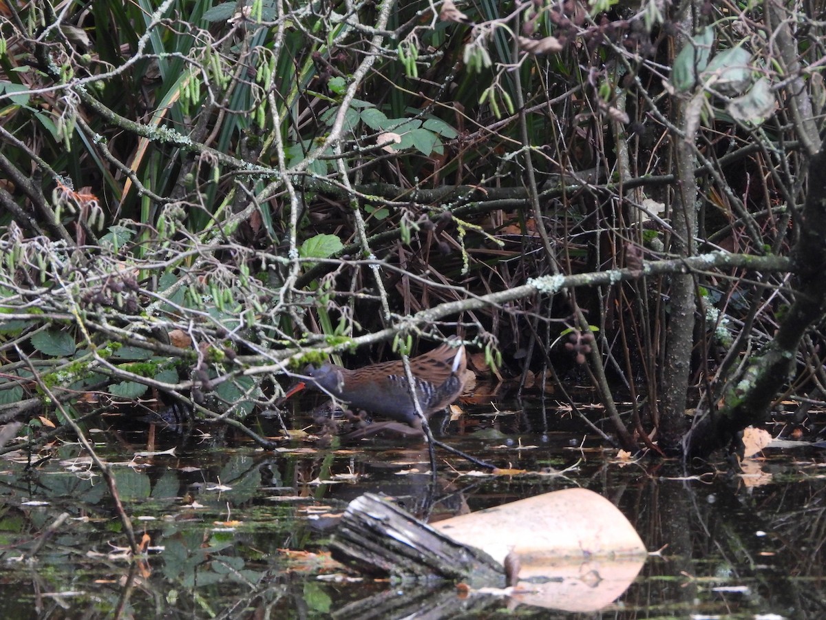 Усны түнжүүр - ML644870910