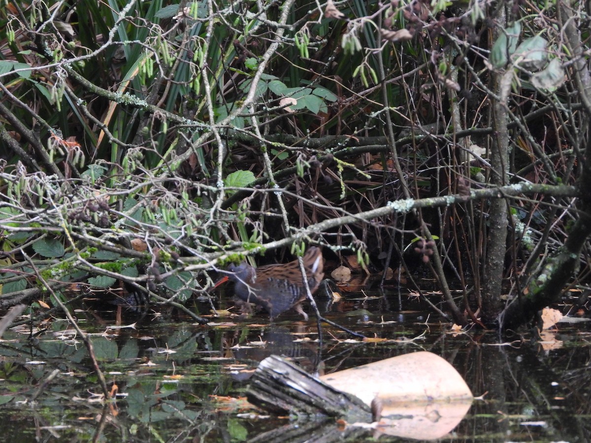 Усны түнжүүр - ML644870911