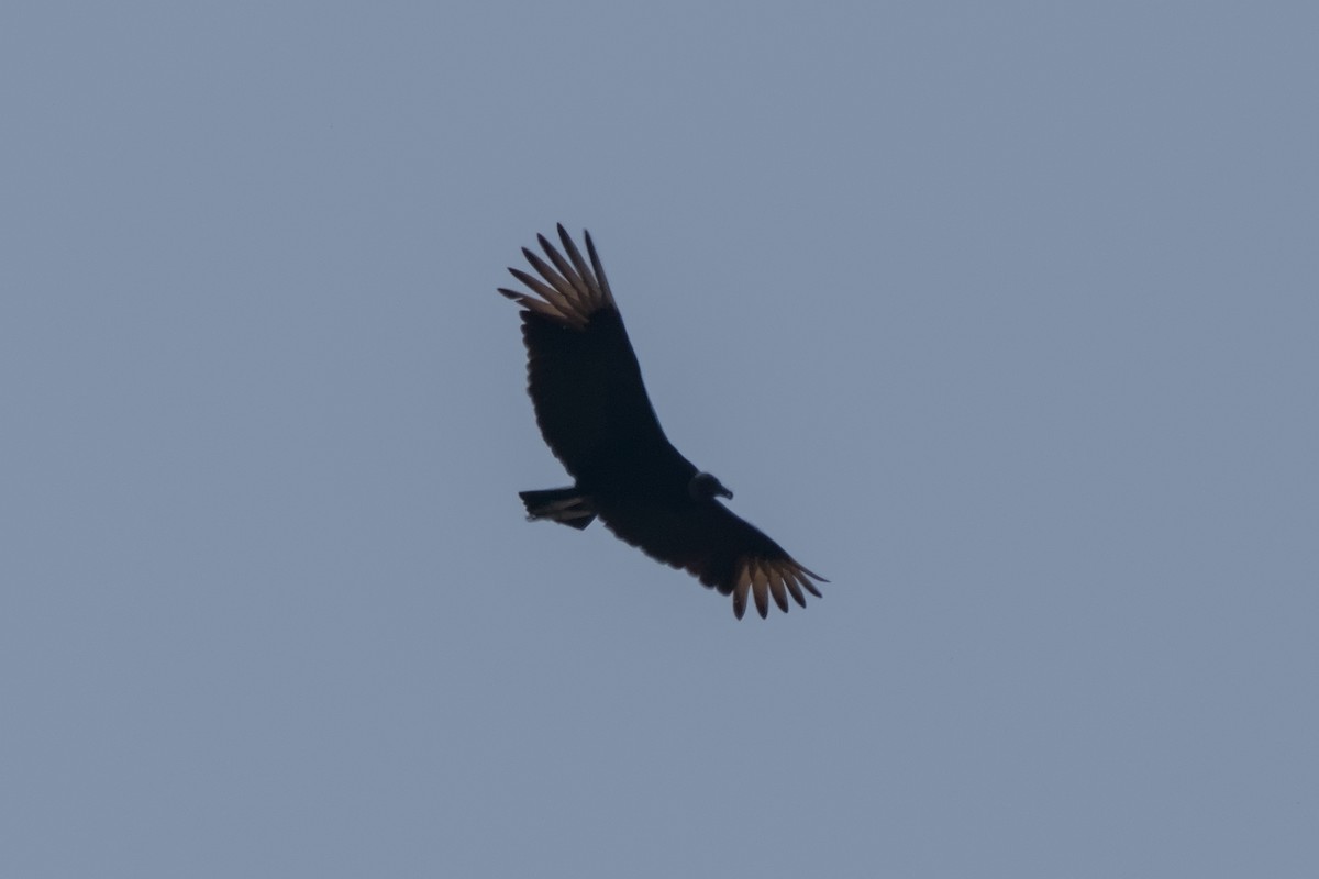 Black Vulture - ML644870915