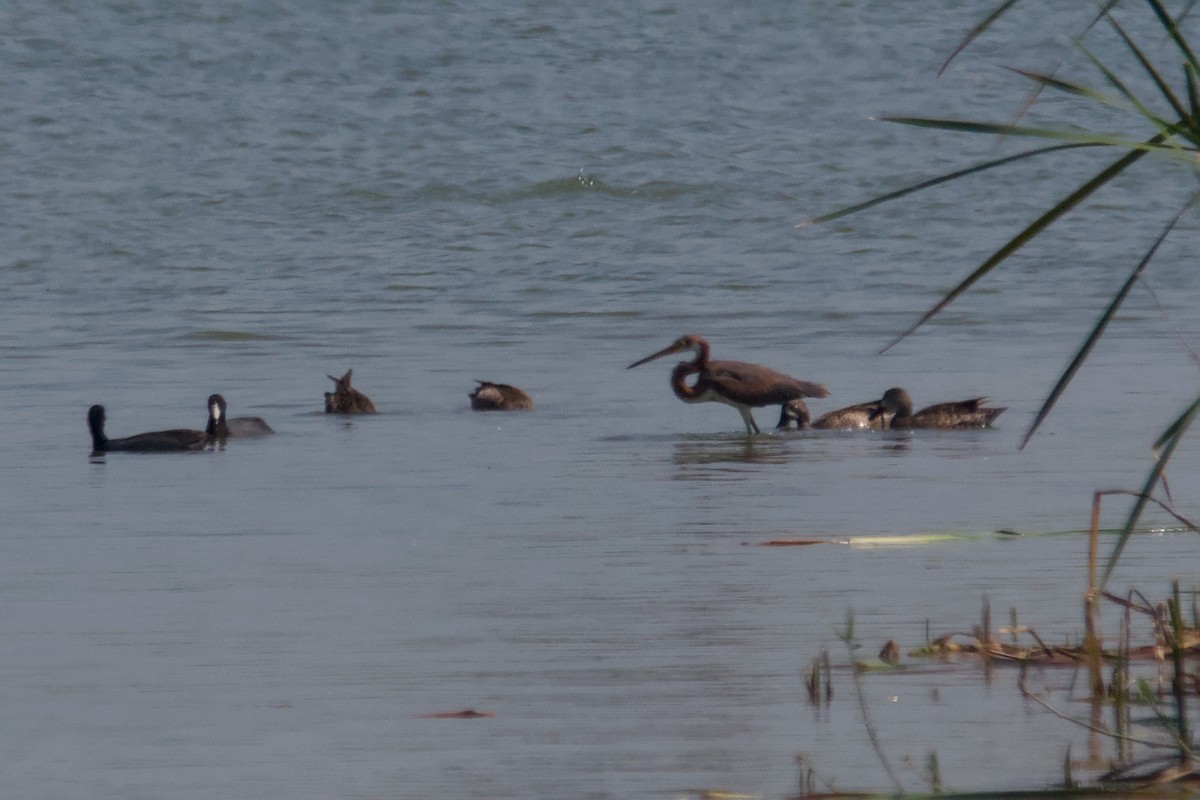 Tricolored Heron - ML644870929