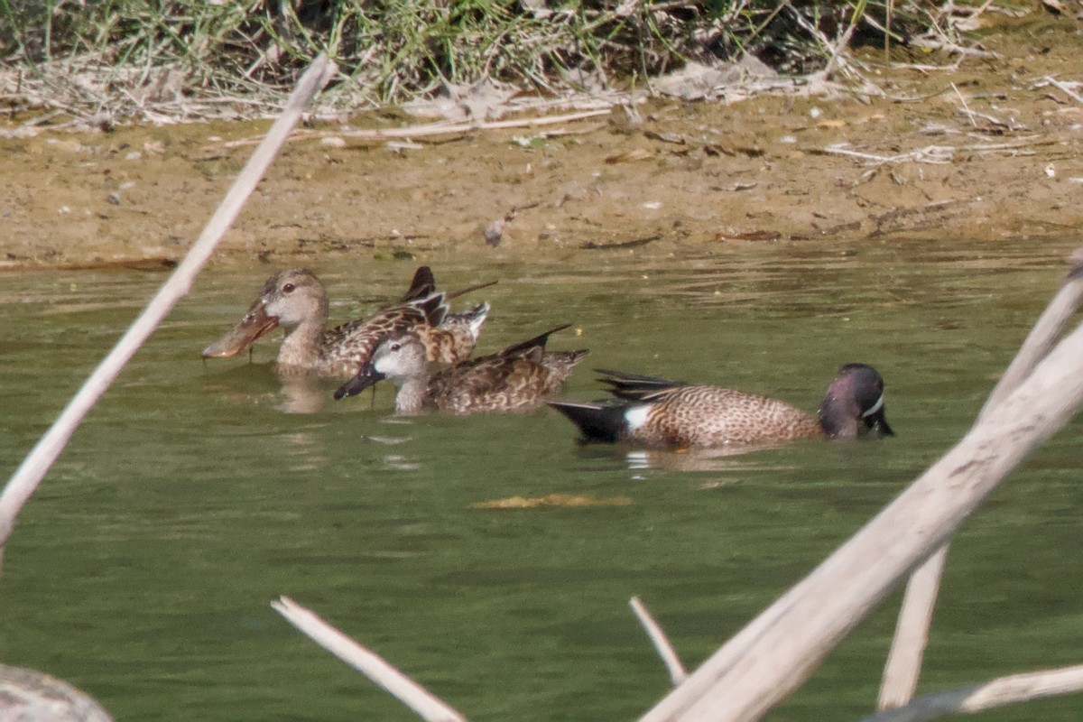 Синекрылый чирок - ML644870930