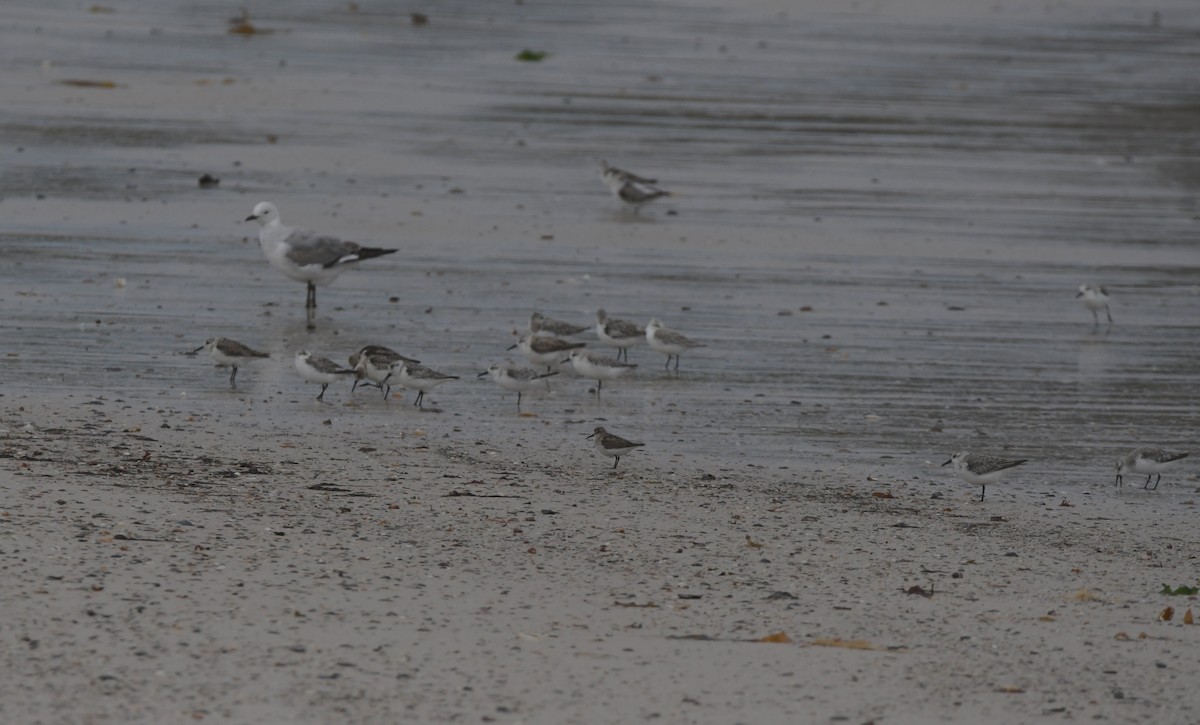 ヨーロッパトウネン - ML644870931