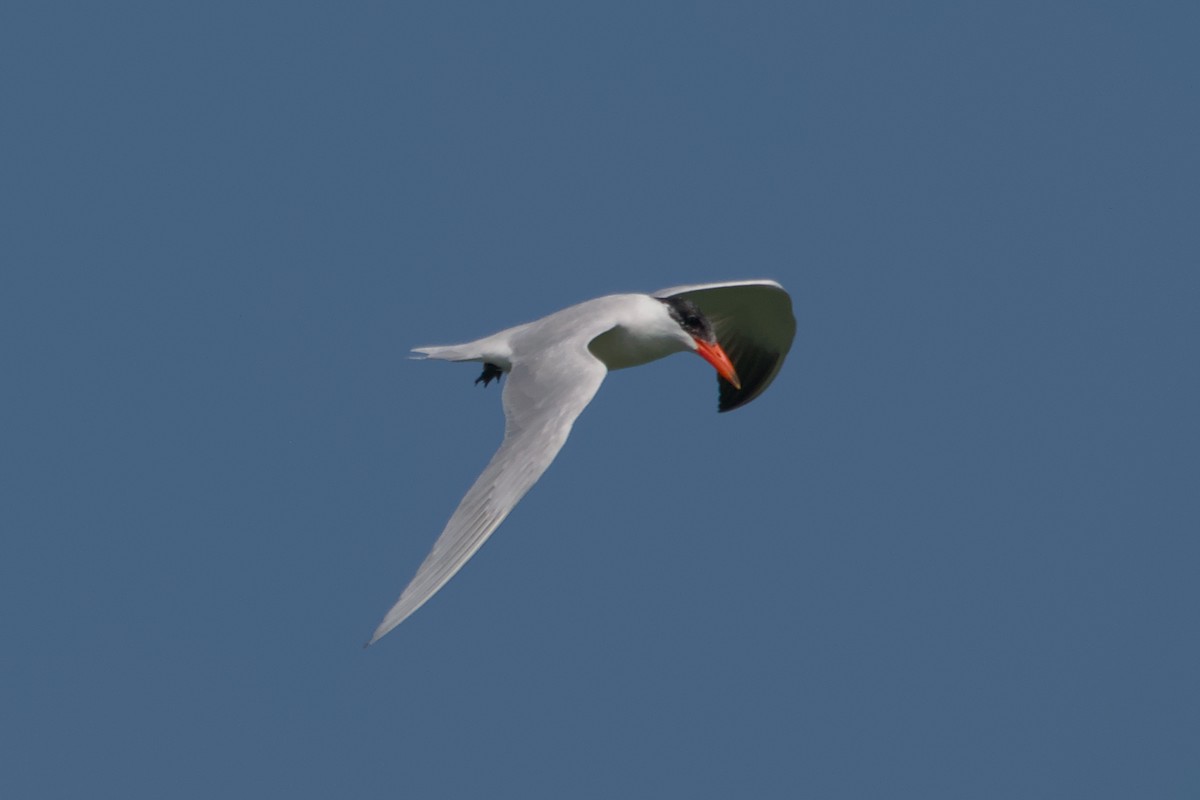 Caspian Tern - ML644870932