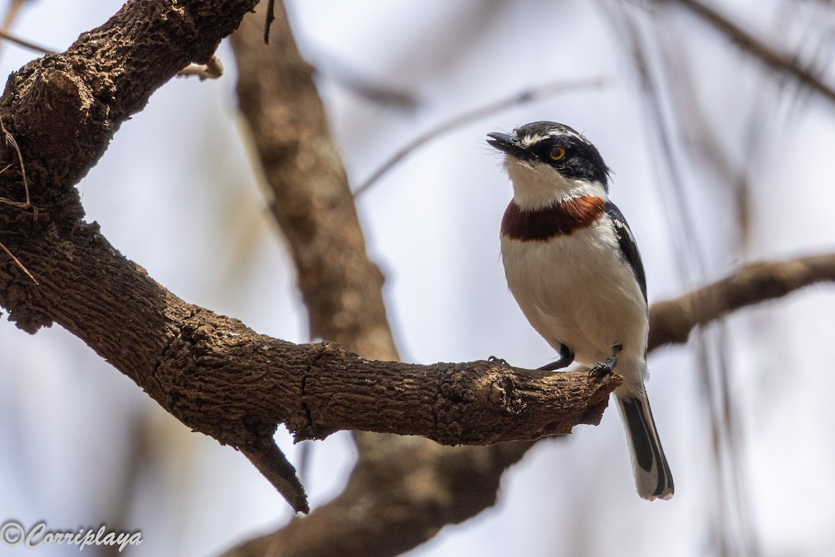Eastern Black-headed Batis - ML644870933