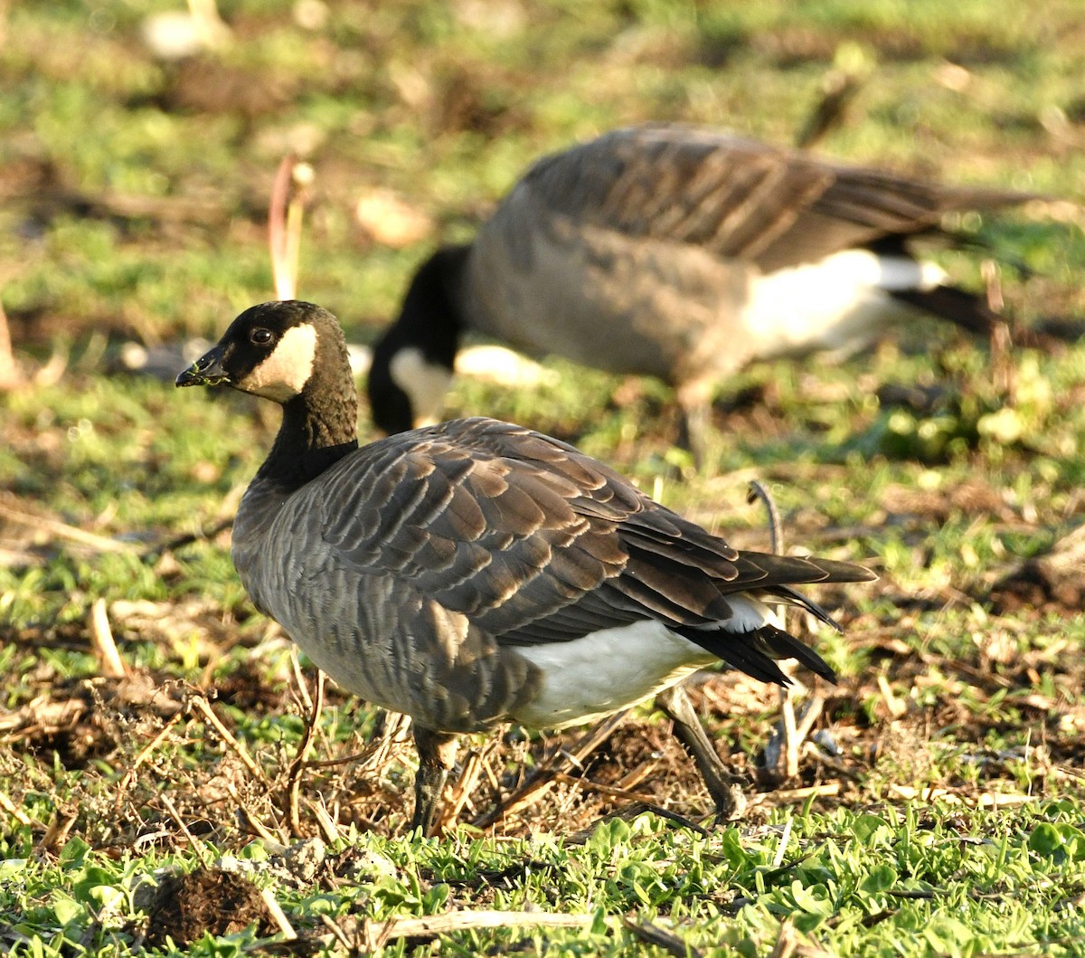 小加拿大雁 - ML644870935