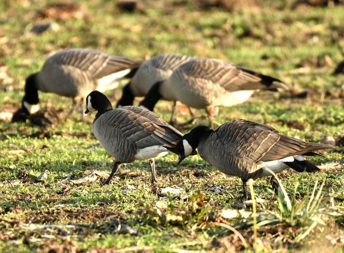 小加拿大雁 - ML644870936