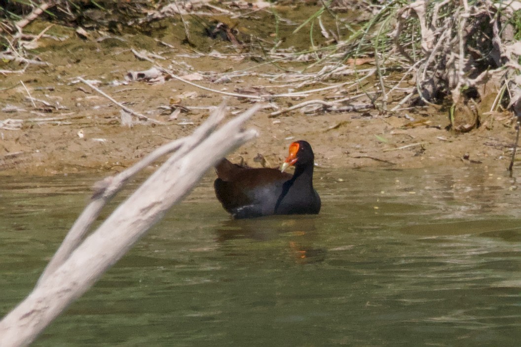 Common Gallinule - ML644870946