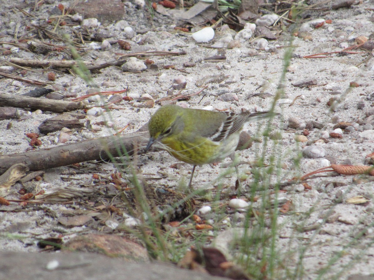 Pine Warbler - ML644870947