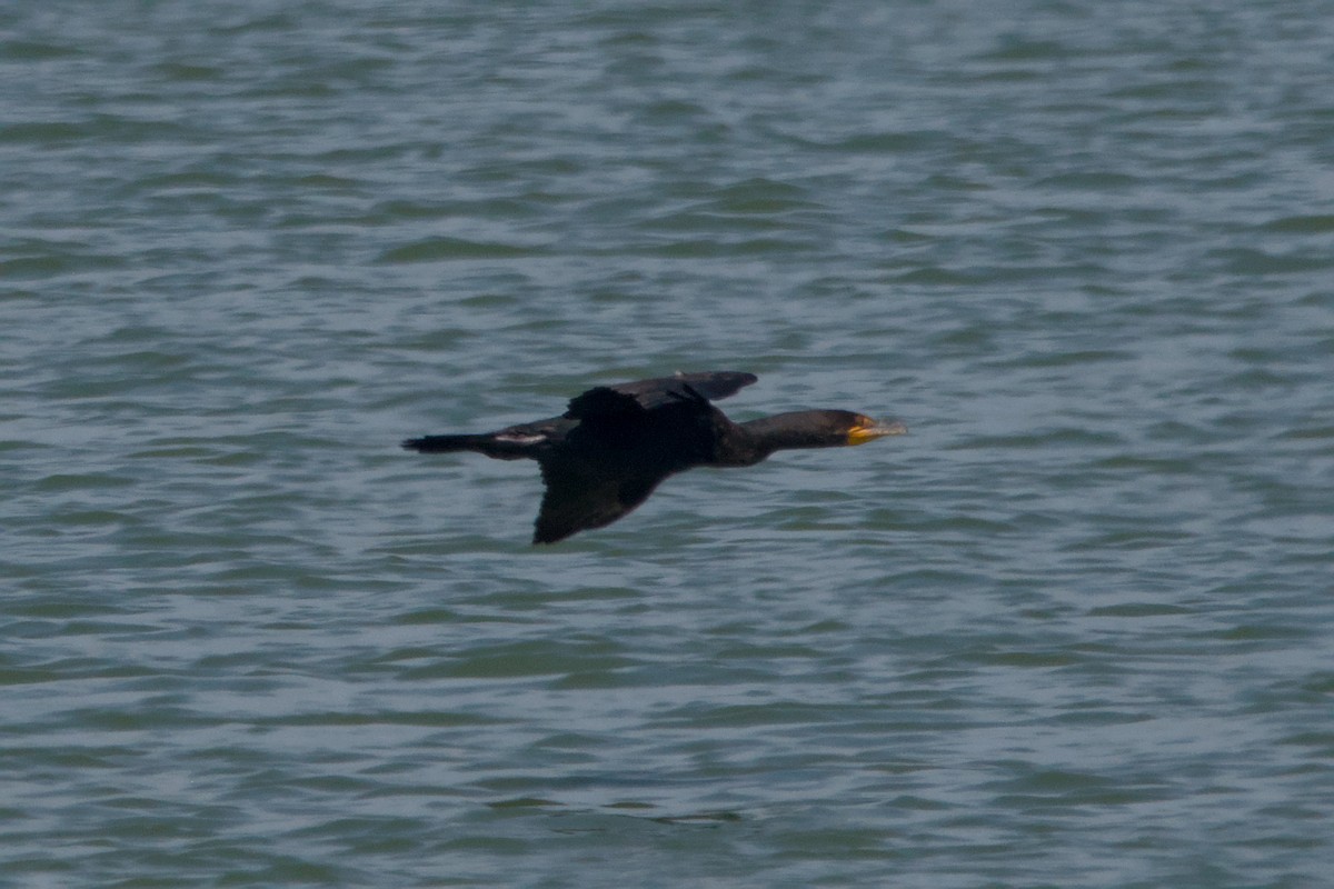 Double-crested Cormorant - ML644870953